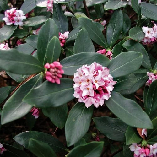 Daphne Odora Greenleaf Pink 3 Daphne Odora Greenleaf Pink