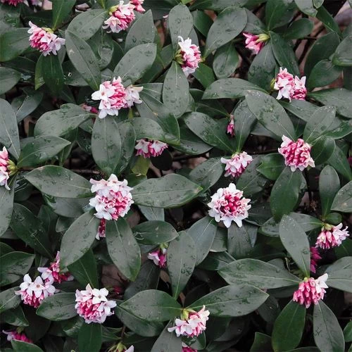 Daphne Odora Greenleaf Pink 4 Daphne Odora Greenleaf Pink - Image 2