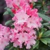 Rhododendron Dandy Man Color Wheel® -Botanical Bliss 27445
