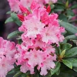Rhododendron Dandy Man Color Wheel®