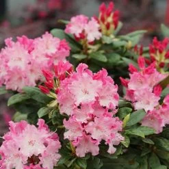 Rhododendron Dandy Man Color Wheel® -Botanical Bliss 27445 2