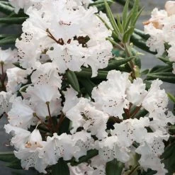 Rhododendron Dandy Man Color Wheel® -Botanical Bliss 27445 3