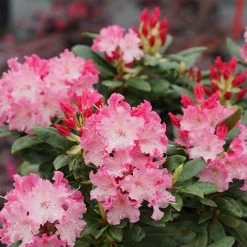 Rhododendron Dandy Man Color Wheel® -Botanical Bliss 27445 4