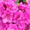 Rhododendron PERFECTO MUNDO® Double Purple Azalea -Botanical Bliss 27446