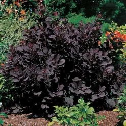 Cotinus 'Royal Purple'