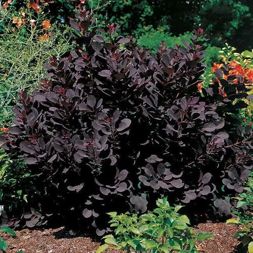 Cotinus 'Royal Purple' 3 Cotinus 'Royal Purple'