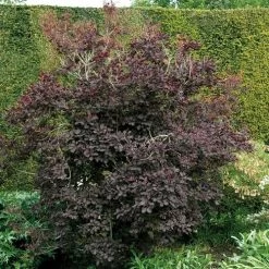 Cotinus 'Royal Purple' 8 Cotinus 'Royal Purple' -Botanical Bliss 27464 2