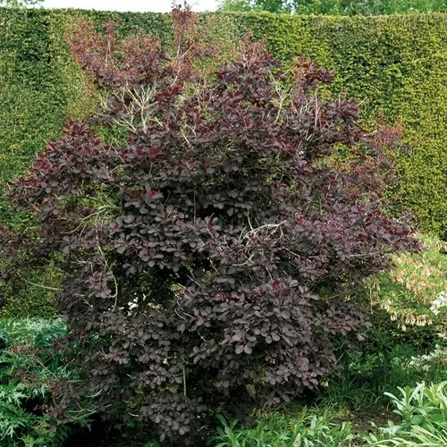 Cotinus 'Royal Purple' 5 Cotinus 'Royal Purple' - Image 3