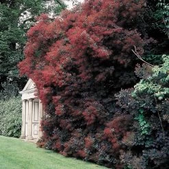 Cotinus 'Royal Purple' 9 Cotinus 'Royal Purple' -Botanical Bliss 27464 3