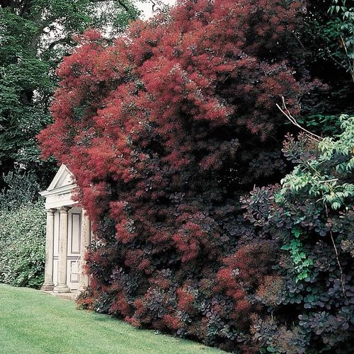 Cotinus 'Royal Purple' 6 Cotinus 'Royal Purple' - Image 4