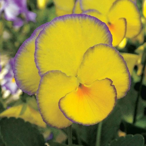 Viola MAGNIFISCENT® 'Sweetheart' 3 Viola MAGNIFISCENT® 'Sweetheart'