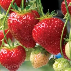 Fragaria 'Seascape' Strawberry