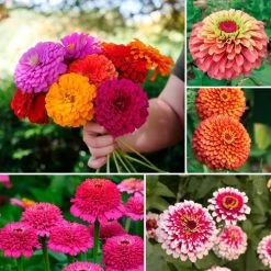 Park's Zinnias For Cutting Seed Collection