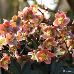 Helleborus HGC® Merlin®