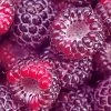 Rubus 'Royalty' Raspberry 1 Rubus 'Royalty' Raspberry -Botanical Bliss 27609 PK 3