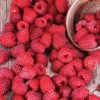Rubus 'Latham' Raspberry -Botanical Bliss 27610 PK 3