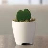 Hoya Heart Succulent Gift 2 Hoya Heart Succulent Gift -Botanical Bliss 27675
