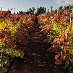 Flame Thrower® Redbud -Botanical Bliss 27751 3