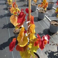 Flame Thrower® Redbud -Botanical Bliss 27751 5