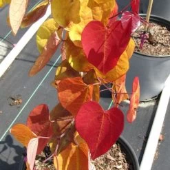 Flame Thrower® Redbud -Botanical Bliss 27751 7