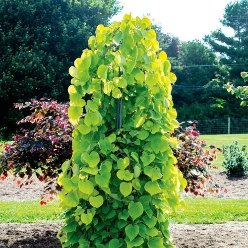 Cercis Golden Falls® 3 Cercis Golden Falls®