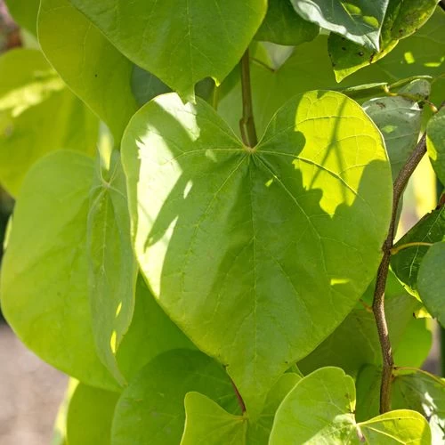 Cercis Golden Falls® 4 Cercis Golden Falls® - Image 2