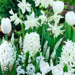 White Garden Bulb Collection