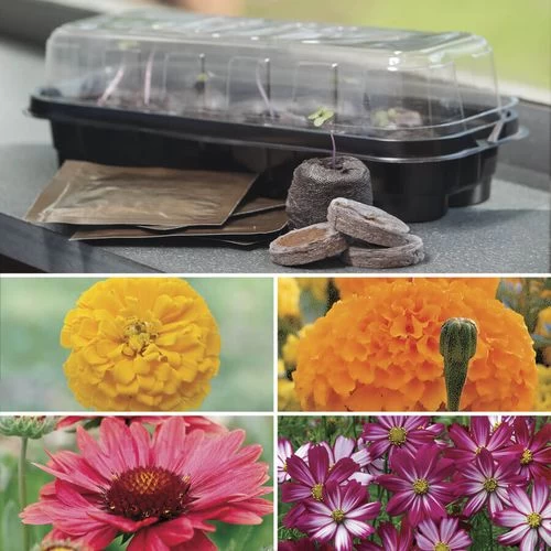 Park's Windowsill Flower Starter Kit 3 Park's Windowsill Flower Starter Kit