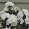 Rhododendron Perfecto Mundo® Double White Azalea -Botanical Bliss 27870