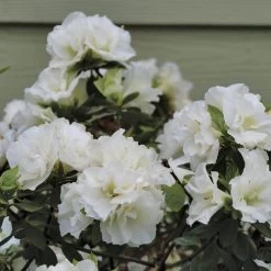 Rhododendron Perfecto Mundo® Double White Azalea