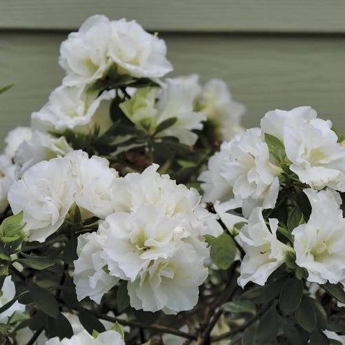 Rhododendron Perfecto Mundo® Double White Azalea 3 Rhododendron Perfecto Mundo® Double White Azalea