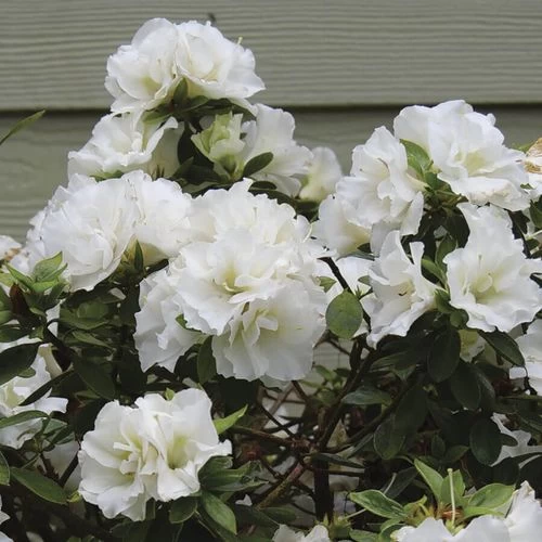 Rhododendron Perfecto Mundo® Double White Azalea 4 Rhododendron Perfecto Mundo® Double White Azalea - Image 2