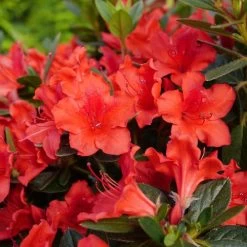 Rhododendron PERFECTO MUNDO® Orange Azalea