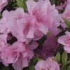 Rhododendron Perfecto Mundo® Double Pink Azalea -Botanical Bliss 27873
