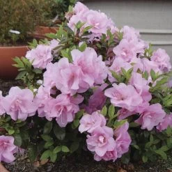 Rhododendron Perfecto Mundo® Double Pink Azalea -Botanical Bliss 27873 1