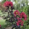 Lagerstroemia Center Stage™ Red -Botanical Bliss 27895