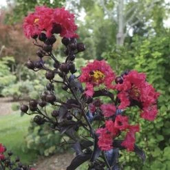 Lagerstroemia Center Stage™ Red