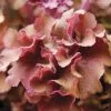 Huechera 'Frilly' -Botanical Bliss 27921