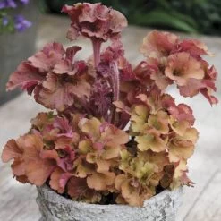 Huechera 'Frilly' 7 Huechera 'Frilly' -Botanical Bliss 27921 2