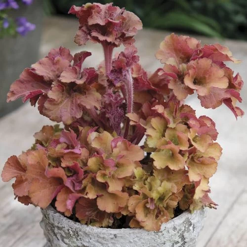 Huechera 'Frilly' 5 Huechera 'Frilly' - Image 3