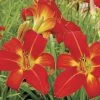 Hemerocallis 'Christmas Time' -Botanical Bliss 27928