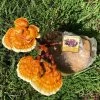 Golden Reishi Mushroom -Botanical Bliss 27951