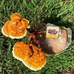 Golden Reishi Mushroom