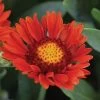 Gaillardia REALFLOR® 'Sunset Celebration' 1 Gaillardia REALFLOR® 'Sunset Celebration' -Botanical Bliss 28134