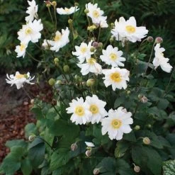 Anemone Fantasy™ Snow Angel -Botanical Bliss 28136 2