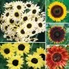 Ultimate Park Seed Sunflower Seed Collection -Botanical Bliss 28147