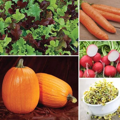 Ultimate Park Seed Kid's Garden Seed Collection 3 Ultimate Park Seed Kid's Garden Seed Collection