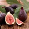 Ficus 'Violette De Bordeaux' Fig -Botanical Bliss 28154