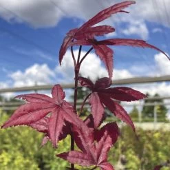 Acer 'Emperor One'