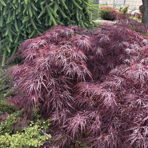 Acer 'Crimson Queen' 3 Acer 'Crimson Queen'